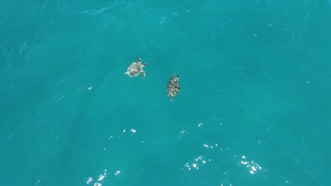 Aerial-top-down-shot-showing-couple-sea-turtles-swimming-in-clear-ocean---Beautiful-water-in-Ocean-of-Australian-Coast