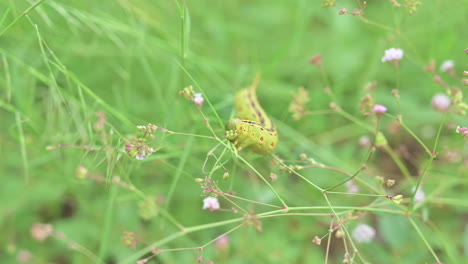 Weiß-Gesäumte-Sphinx-Mottenraupe,-Die-Sich-Auf-Einem-Feld-Von-Wildblumen-Vor-Bokeh-Hintergrund-Ernährt