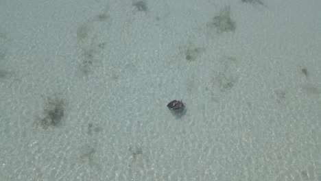 AERIAL---Three-sea-turtles-swimming-on-sandy-shallow-ocean-water-in-Australia