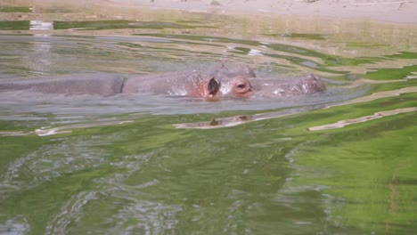 Hippopotamus-in-water,-wild-hippos-flock-in-the-zoo,-dangerous-animals-close-up