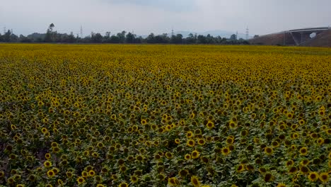 Reverse-Drone-sideways-flight-over-yellow-blooming-sunflower-field-and-cloudy-sky