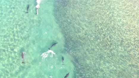 Luftaufnahme-Von-Oben-Nach-Vorne-Von-Delfinen-Und-Einer-Gruppe-Von-Fischschwärmen,-Die-An-Sonnigen-Tagen-Im-Meer-Schwimmen