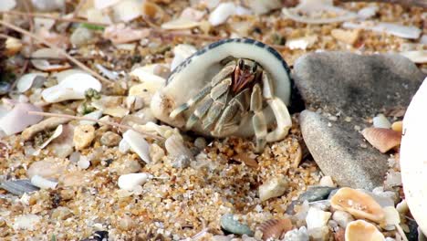 Slowmotion-of-cute-crab-carry-beautiful-shell-through-marine-rocks-in-beach-island