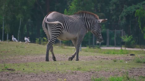 A-lone-large-adult-striped-Zebra-walks-away-from-the-camera-through-a-grassy-field-in-a-zoo