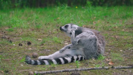 A-wild-raccoon-scratching-his-head-while-lying-on-the-ground