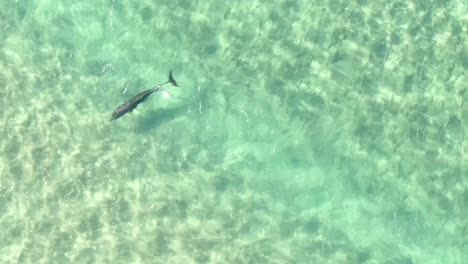 AERIAL-HIGH-ALTITUDE,-Aerial-shoot-of-dolphins-over-a-beach-a-relaxed-Pod-in-the-ocean