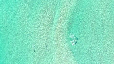 Pod-of-Spinner-Dolphins-in-Vibrant-Shallow-Blue-Ocean,-AERIAL-TRACKING-SHOT