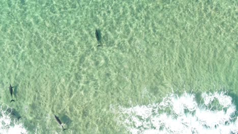 Aerial-Drone-Video-of-a-Massive-Pod-of-Spinner-Dolphins-Swimming-in-Crystal-Clear-Blue-Lagoon