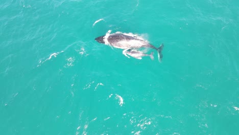 AERIAL---Humpback-whale-and-calf-breach-turquoise-waters-in-Exmouth,-Australia