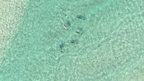 4K-Beautiful-aerial-of-group-dolphin-Family-Swimming-in-ocean