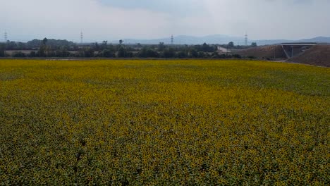 High-backwards-drone-flight-over-yellow-blooming-sunflower-field