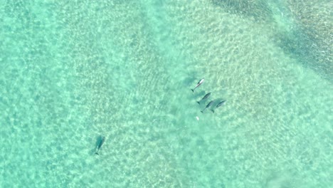 Drohnenansicht-Einer-Großen-Gruppe-Von-Delfinen,-Die-In-Seichten-Blauen-Gewässern-Schwimmen