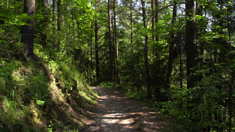 Hermoso-Paisaje-En-Un-Bosque-Tranquilo-Y-Soleado-Con-Sendero-Para-Caminar