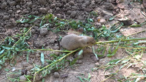 Black-tailed-prairie-dog-eating-plant-with-leafs-on-ground