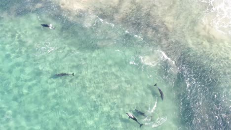 Stationary-drone-footage-looking-straight-down-as-three-large-dolphin-and-two-small-dolphins-swim-through-the-frame