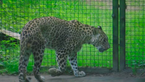 Close-up-of-a-wild-leopard-walking-inside-a-safety-cage-in-a-zoo