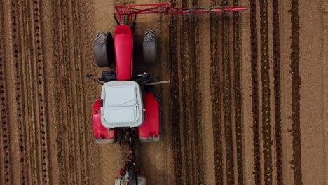 Birds-view-drone-flight-over-tractor-drives-over-field-and-pours-young-lettuce-plants-with-water