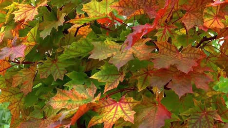 Einige-Braune-Und-Trockene-Baumblätter-Hängen-An-Ihrem-Ast-Und-Warten-Auf-Die-Herbstsaison