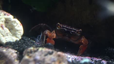 Eine-Rote-Krabbenkrabbe-Dreht-Sich-Um-Und-Wischt-Sich-Mit-Ihren-Mandibeln-über-Die-Augen