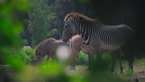 Eine-Herde-Zebras,-Die-Auf-Einer-Grünen-Wiese-Zwischen-Den-Bäumen-Weiden