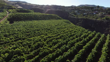 aerial-shot-of-vineyards-located-on-the-island-of-Gran-Canaria