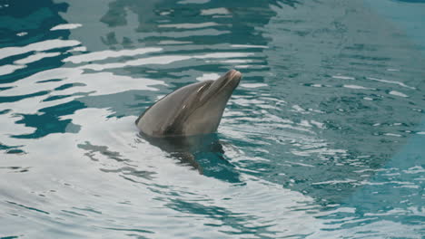 Close-Up-Of-A-Common-Bottlenose-Dolphin-Swimming-In-The-Pool-At-Umino-Mori-Aquarium-In-Sendai,-Japan