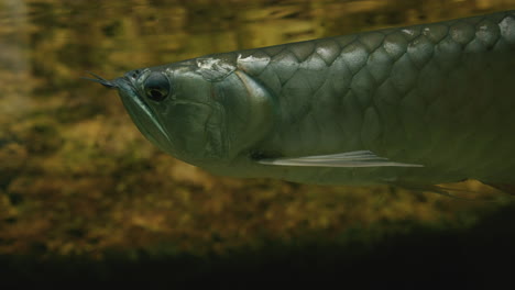 Asiatische-Arowana,-Die-Friedlich-Unter-Wasser-Im-Uminomori-aquarium-In-Sendai,-Japan,-Schwimmt