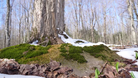 Lichen-en-tree-in-spring
