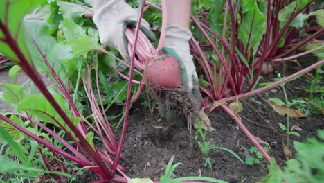 Gardener-Wearing-Hand-Gloves-Harvesting-Fresh-Beetroot-In-The-Garden