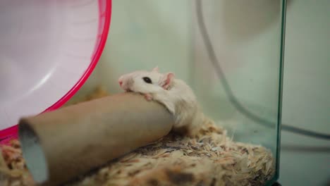 Adorable-Gerbil-Biting-Toilet-Roll-In-A-Cage