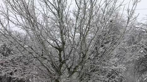 Tree-branches-covered-in-ice-after-freezing-rain-and-snow-storm-blow-into-the-area-in-this-smooth-steady-shot
