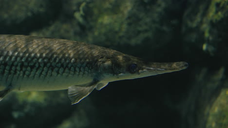 Close-Up-Of-A-Spotted-Gar-Fish-In-Clear-Water-At-Umino-Mori-Aquarium,-Sendai,-Japan