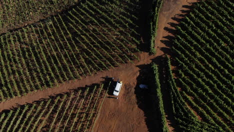 aerial-cenital-shot-of-vineyards-located-on-the-island-of-Gran-Canaria