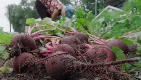 Close-Up-Of-Fresh-Red-Beets-On-The-Ground-Harvested-In-The-Garden
