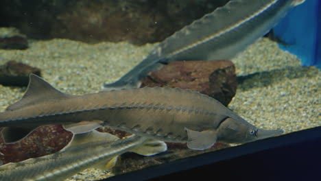 Sturgeons-Fish-Floating-Around-Freshwater-Tank-At-Sendai-Umino-Mori-Aquarium-In-Miyagi,-Japan