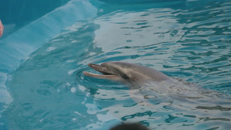 Dolphin-following-its-trainer-by-the-edge-of-the-pool--Uminomori-Aquarium,-Japan--Slowmo