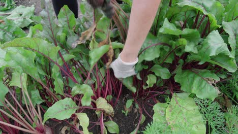 Person-Picking-Beetroot-In-The-Garden.--high-angle