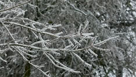 A-slow-steady-pull-back-from-a-tree's-branches-encased-in-ice-after-a-powerful-winter-storm