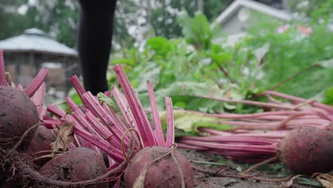 Person-Cutting-Stems-Of-Newly-Harvested-Beetroot-By-Scissors