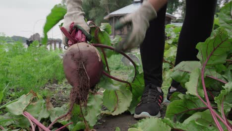Person-Harvesting-And-Removing-Soil-Sticking-On-Skin-Of-Beetroot-Plant