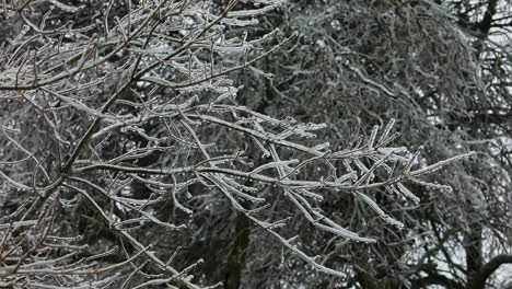 Ein-Eisiger-Regen-Aus-Einem-Eiskalten-Wintersturm-Bedeckt-Die-Äste-Der-Bäume-Und-Macht-In-Dieser-Glatten,-Gleichmäßigen-Aufnahme-Unheimliche,-Kreischende-Und-Knackende-Geräusche