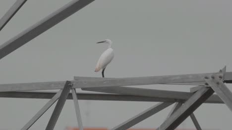 Little-Egret-standing-on-electricity-steel-pylon-tower-and-takes-flight