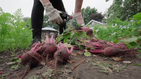 Person-Sorting-And-Putting-A-Freshly-Harvest-Beetroot-From-Backyard