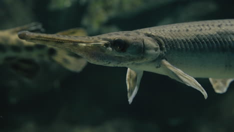 Elongated-Mouth-Of-Spotted-Gar-Fish-At-Sendai-Umino-Mori-Aquarium-In-Miyagi,-Japan