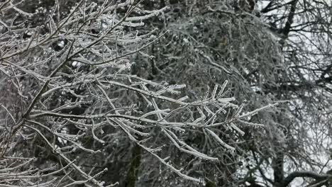 A-slow-motion-steady-view-of-branches-covered-in-ice-from-freezing-rain-of-a-winter-storm