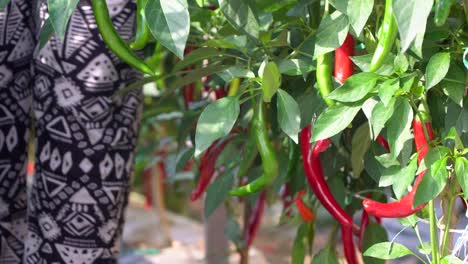 Hands-of-Farmer-picking-out-and-harvest-red-pepper-from-the-pepper-plant-shrubs