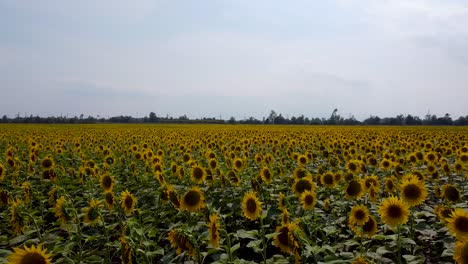 Very-slow-drone-flight-over-yellow-blooming-sunflower-field-and-cloudy-sky