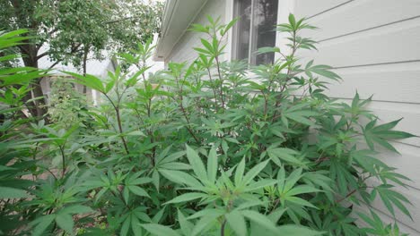 Nahaufnahme-Der-Cannabispflanze,-Die-Außerhalb-Des-Hauses-Im-Garten-Angebaut-Wird