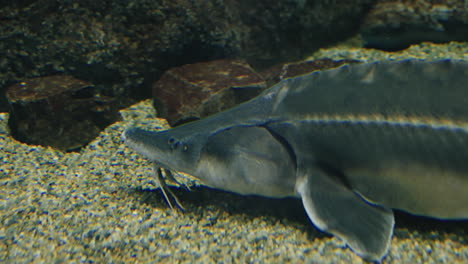 Schnappschuss-Eines-Japanischen-Störs,-Der-Im-Sendai-Umino-Mori-Aquarium-In-Miyagi,-Japan,-Unter-Wasser-Schwimmt