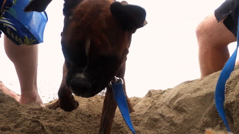 Boxerhund-Gräbt-Ein-Loch-Am-Strand-Mit-Sandfliegen